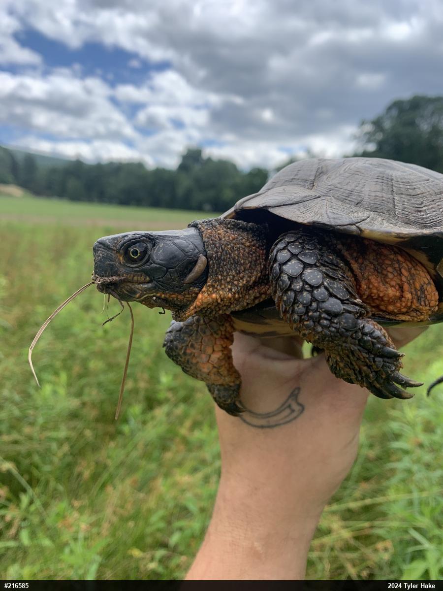 Wood Turtle