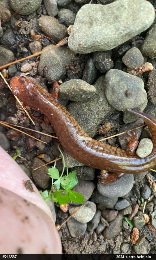 Northern Spring Salamander