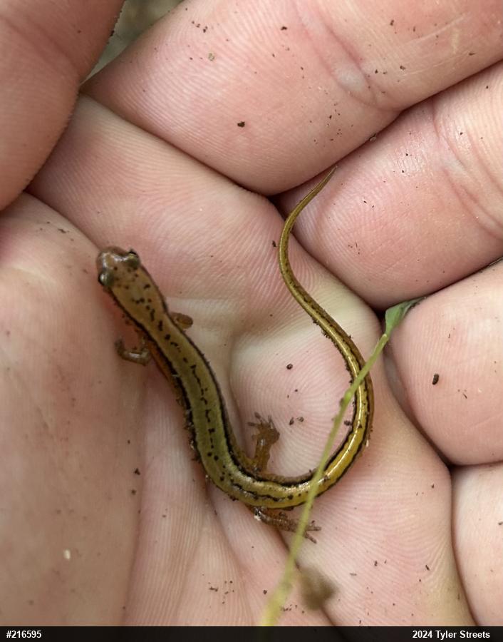 Northern Two-lined Salamander