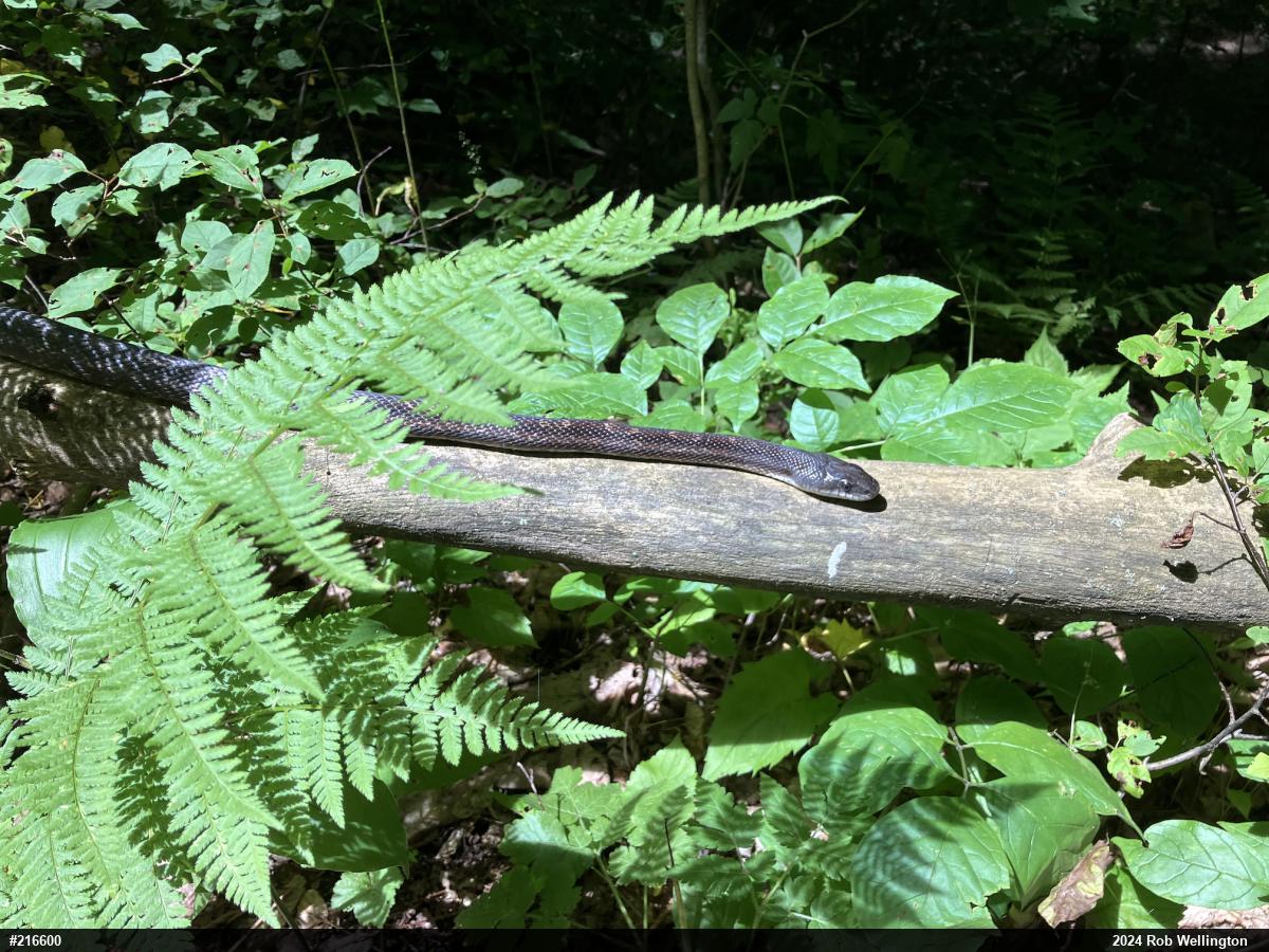 Eastern Ratsnake