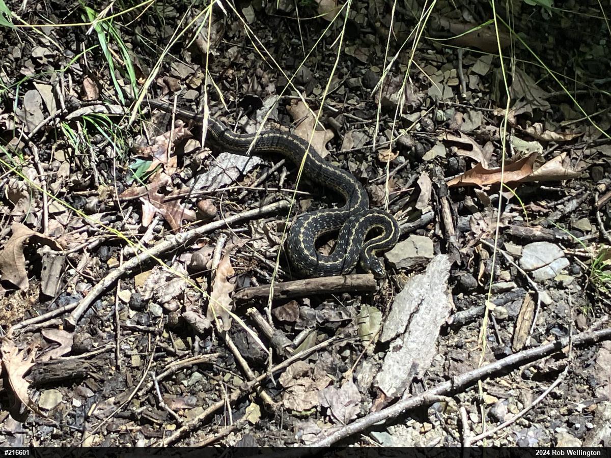 Eastern Gartersnake