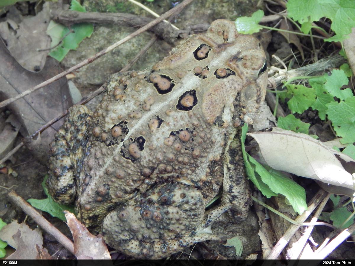 Eastern American Toad