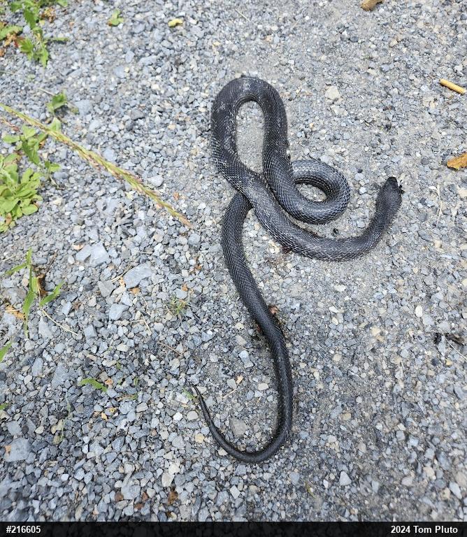 Eastern Ratsnake