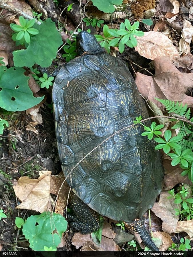 Wood Turtle