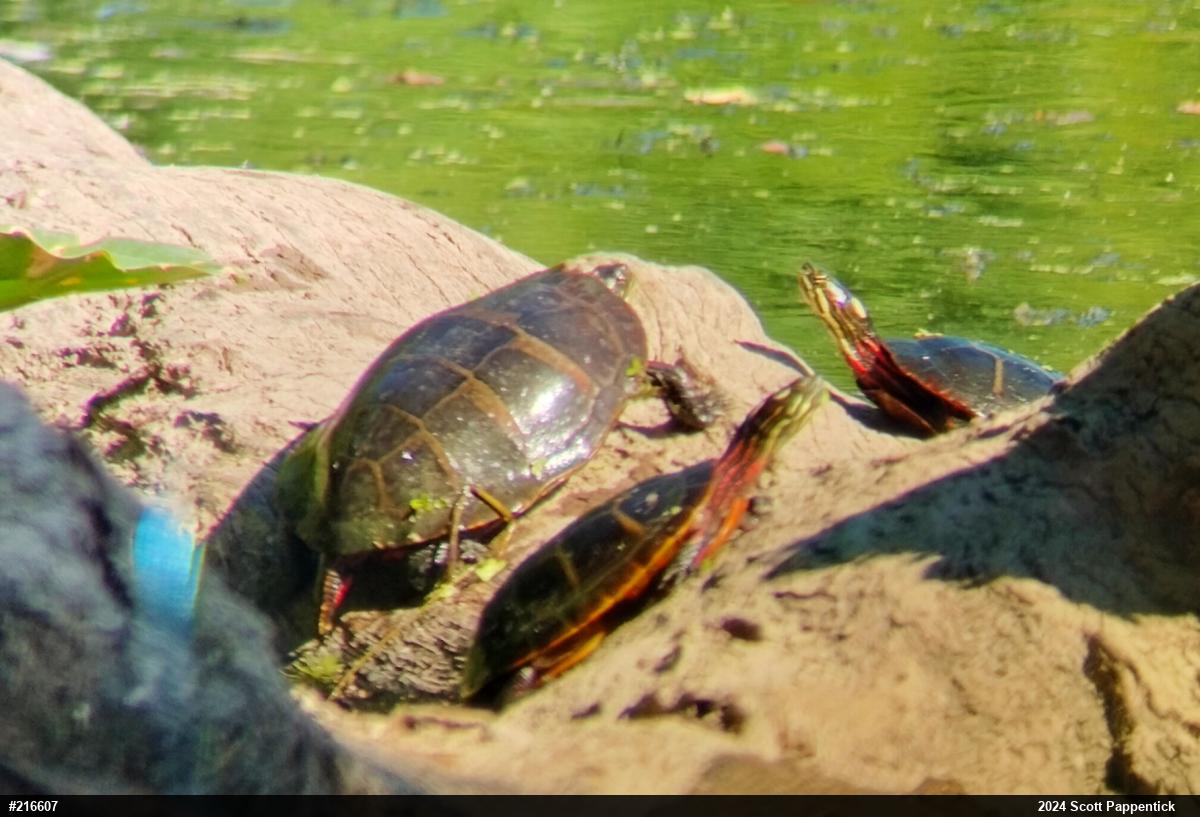 Eastern Painted Turtle