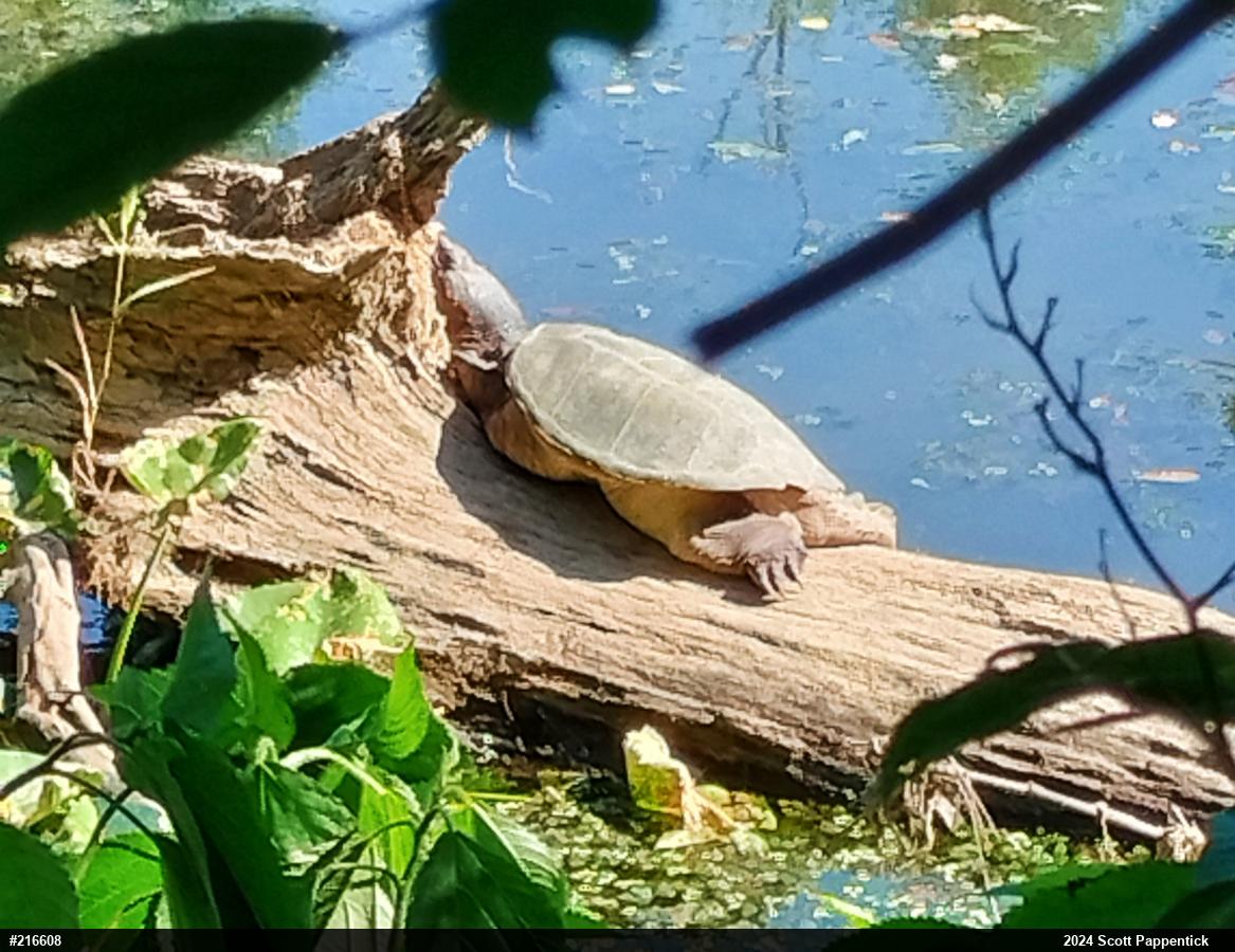 Snapping Turtle