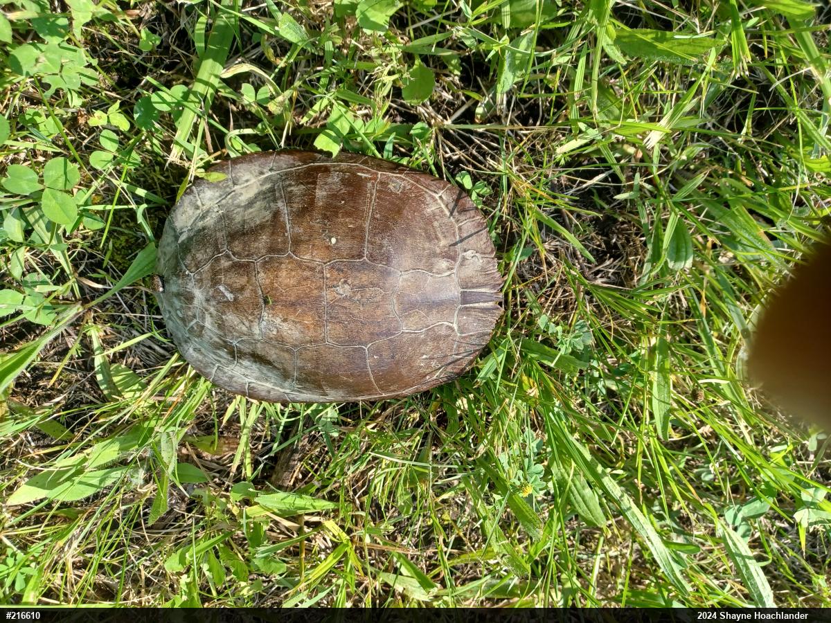 Midland Painted Turtle