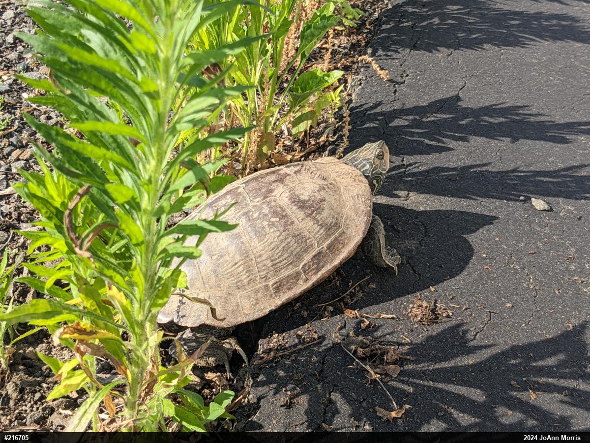 Northern Map Turtle