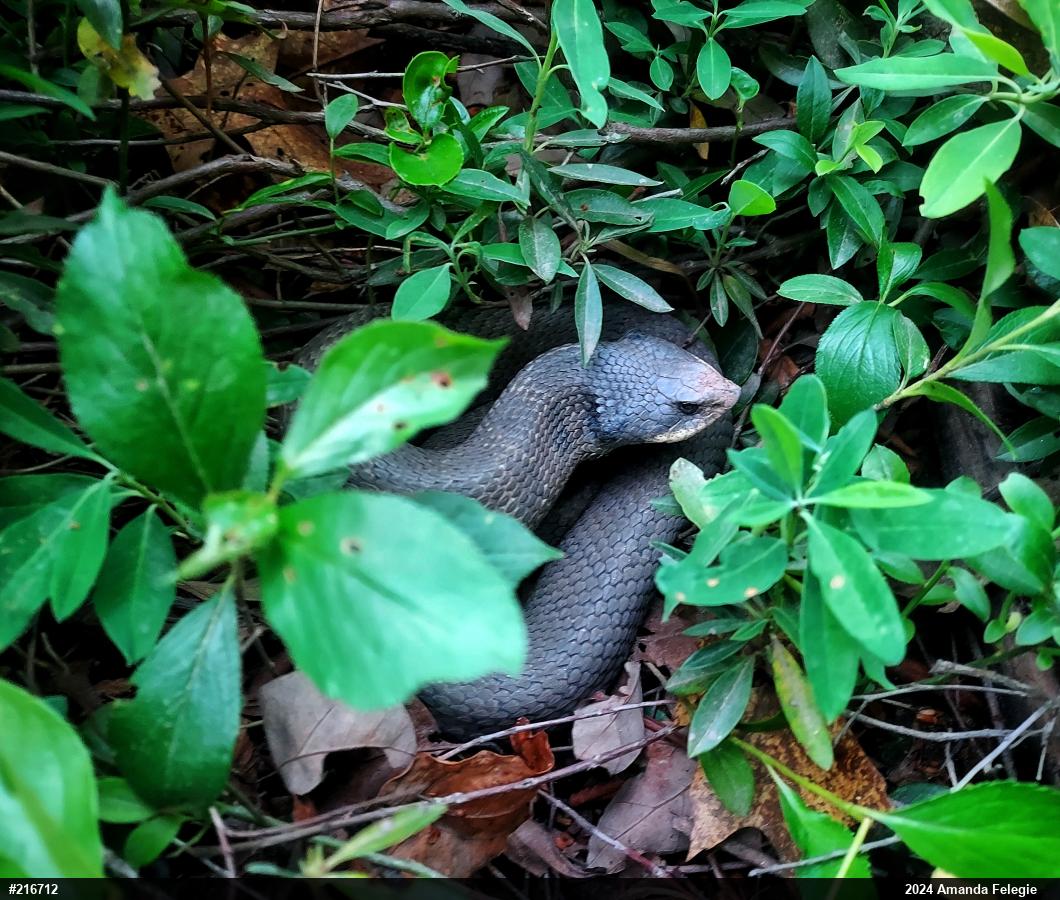 Eastern Hog-nosed Snake