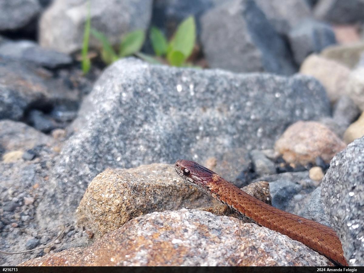 Red-bellied Snake