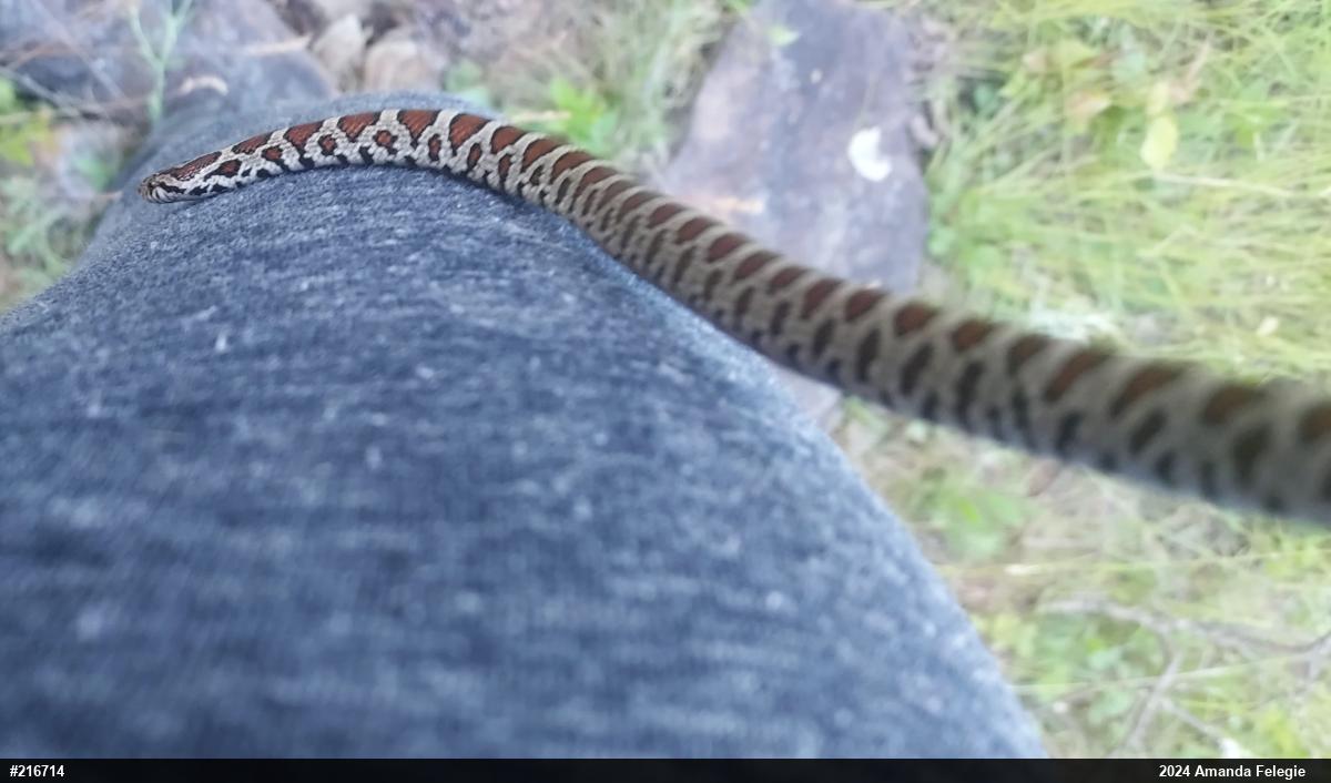 Eastern Milksnake