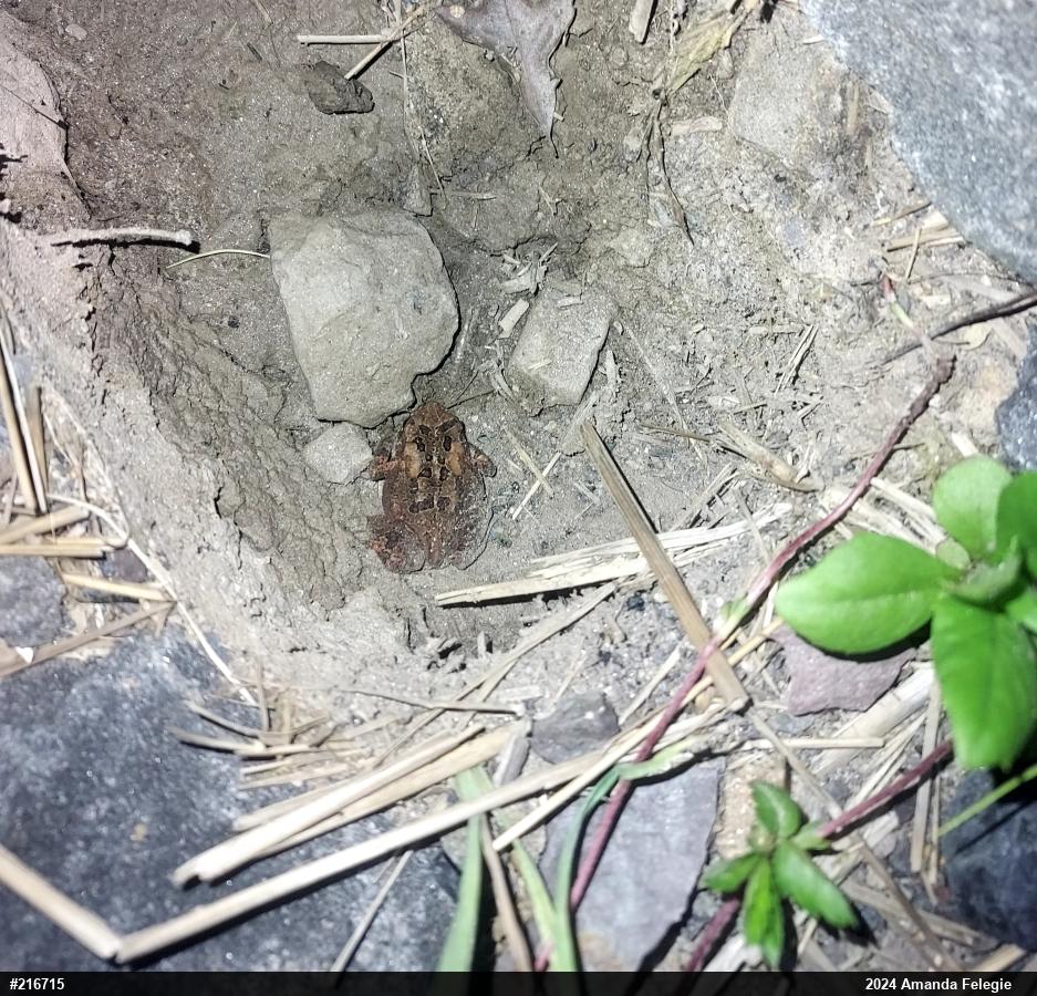 Eastern American Toad