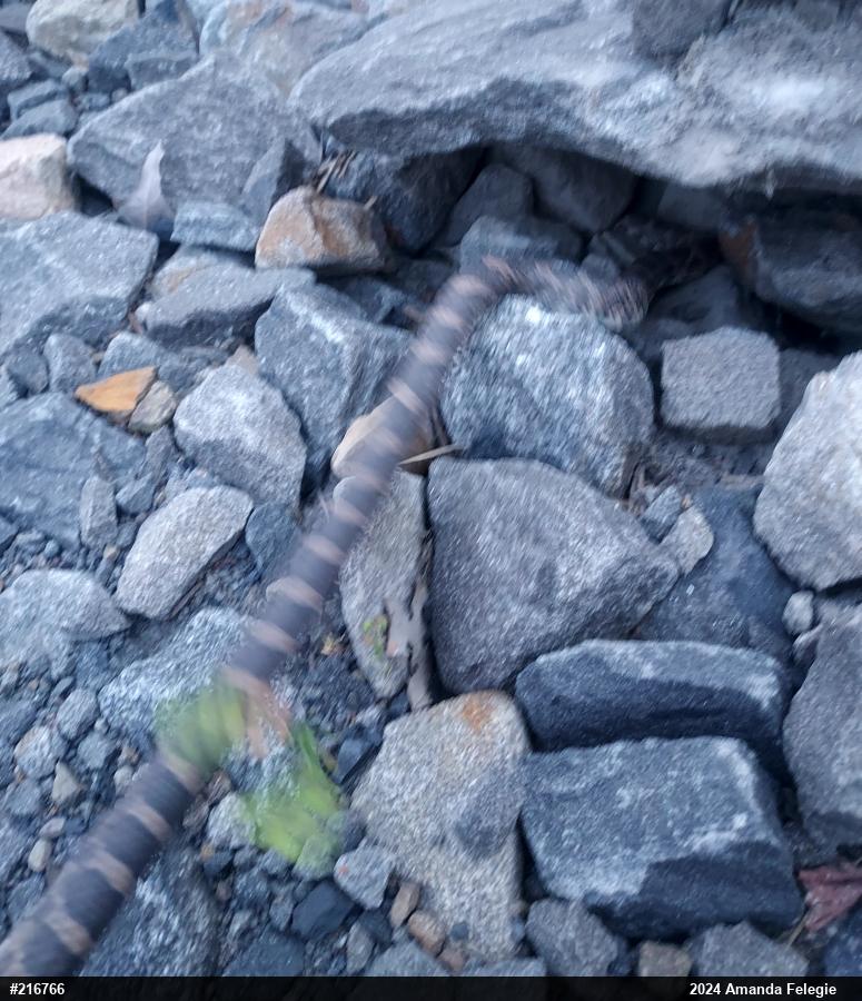 Eastern Milksnake