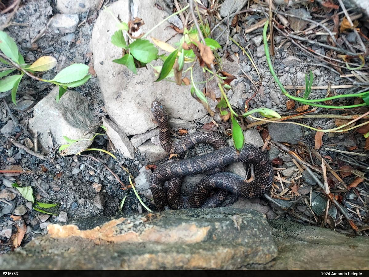Eastern Milksnake