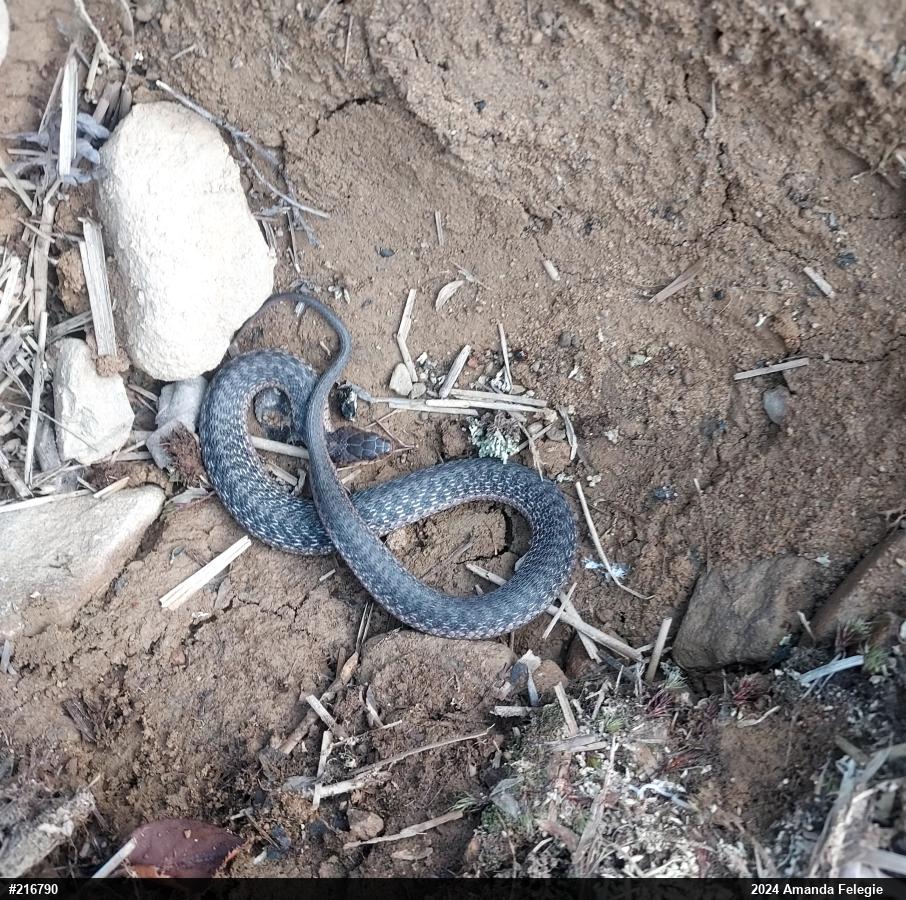 Eastern Gartersnake
