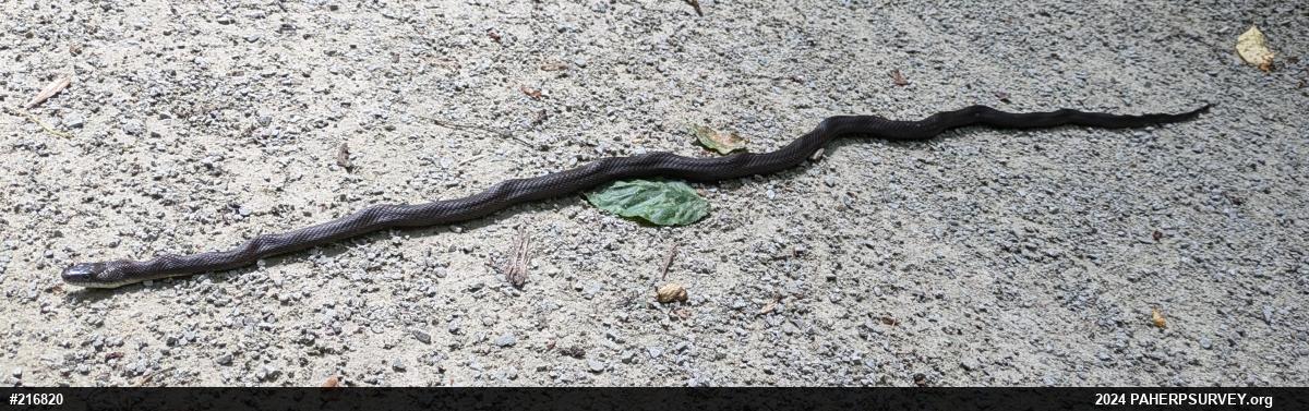 Eastern Ratsnake