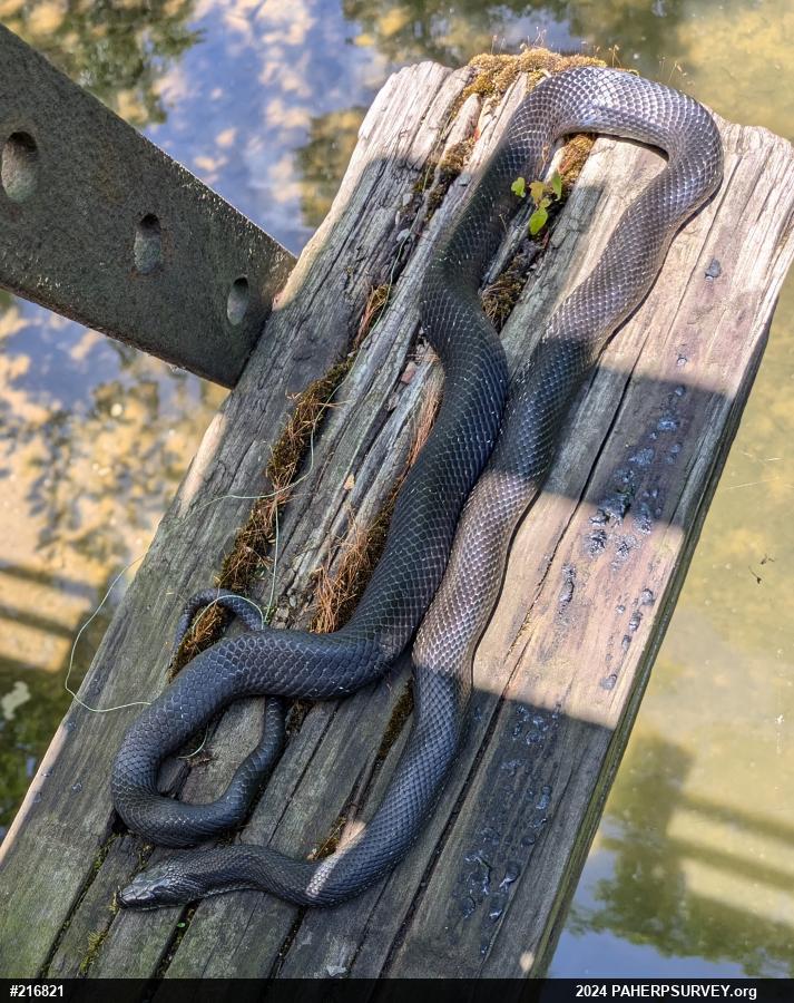 Eastern Ratsnake