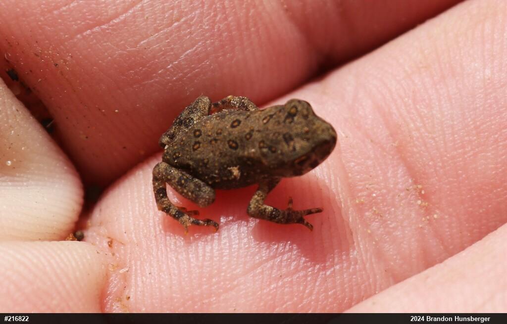 Eastern American Toad