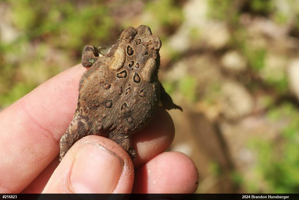Eastern American Toad