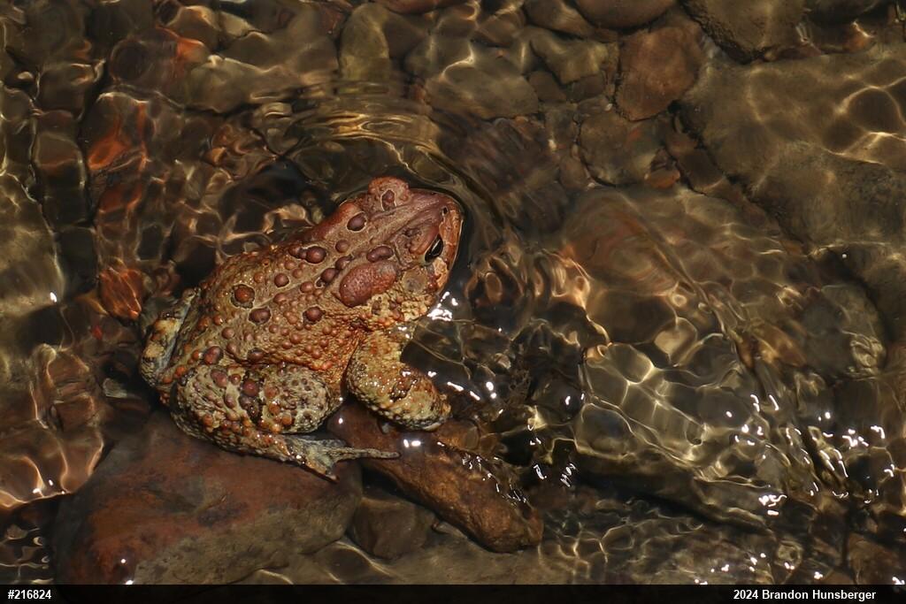 Eastern American Toad