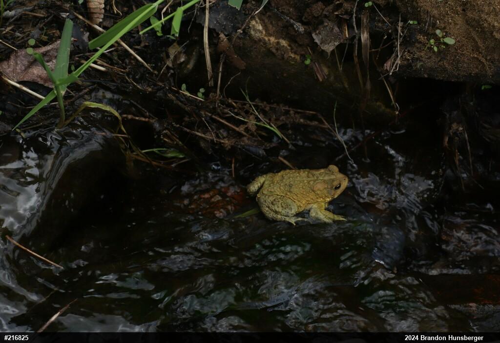 Eastern American Toad