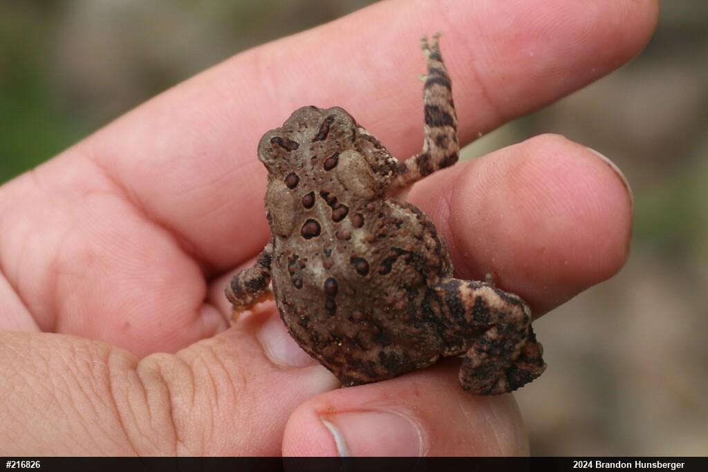 Eastern American Toad