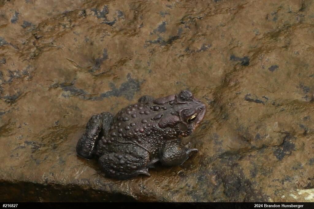 Eastern American Toad