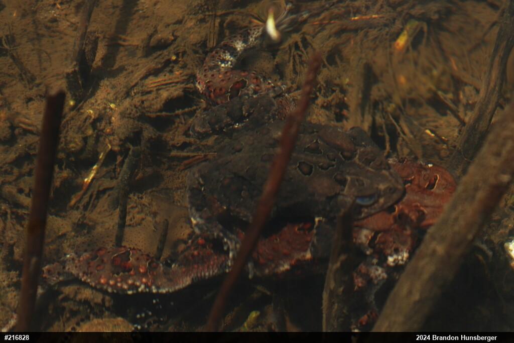 Eastern American Toad