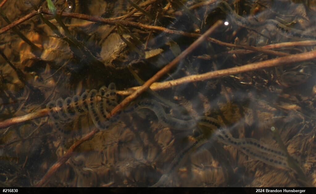 Eastern American Toad
