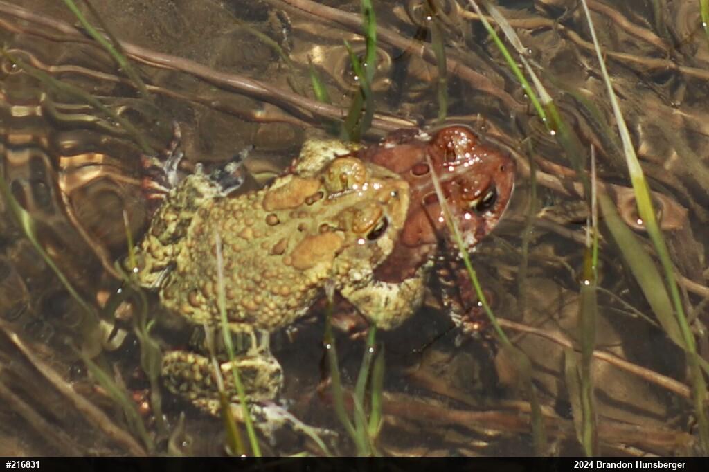 Eastern American Toad