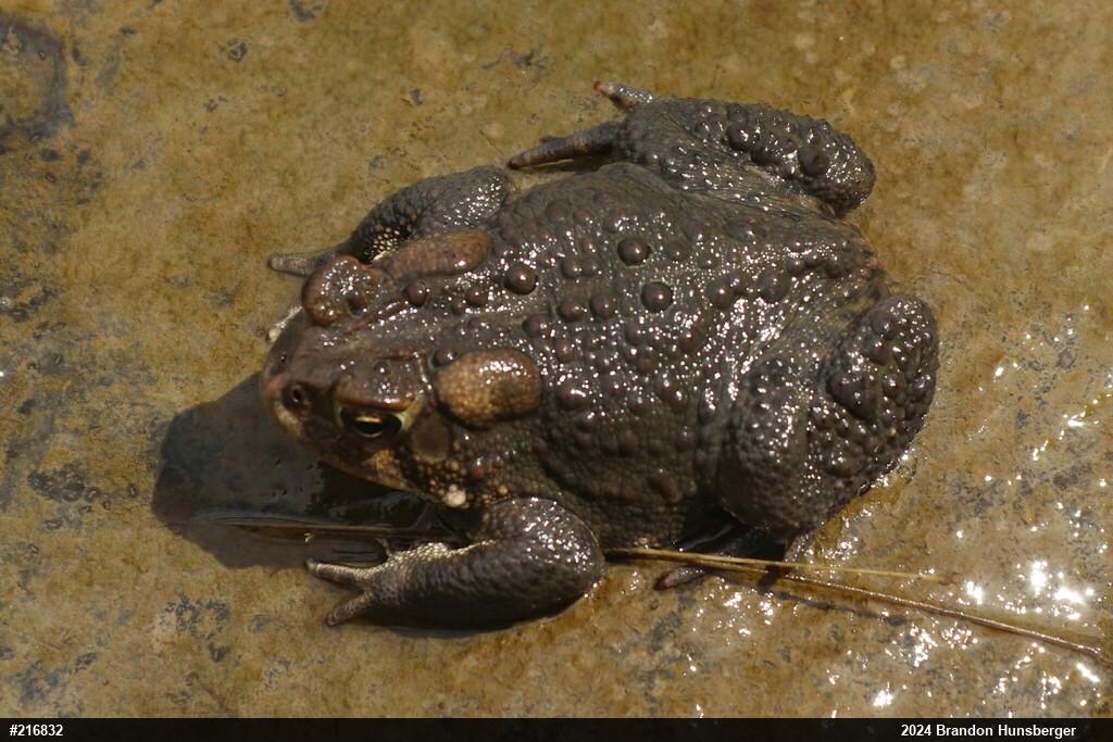 Eastern American Toad