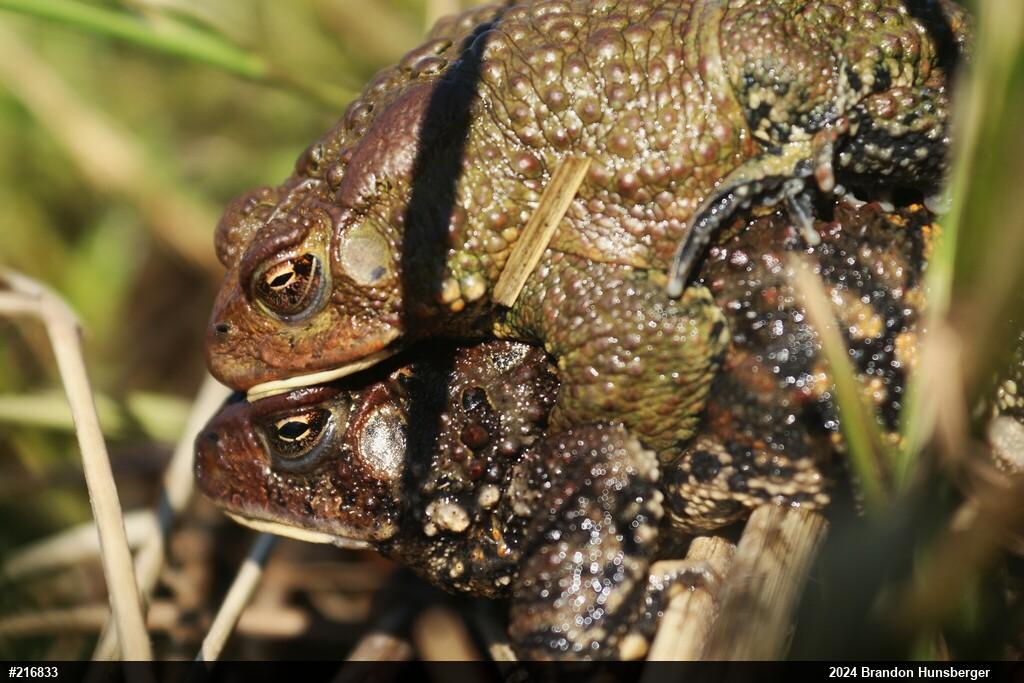 Eastern American Toad