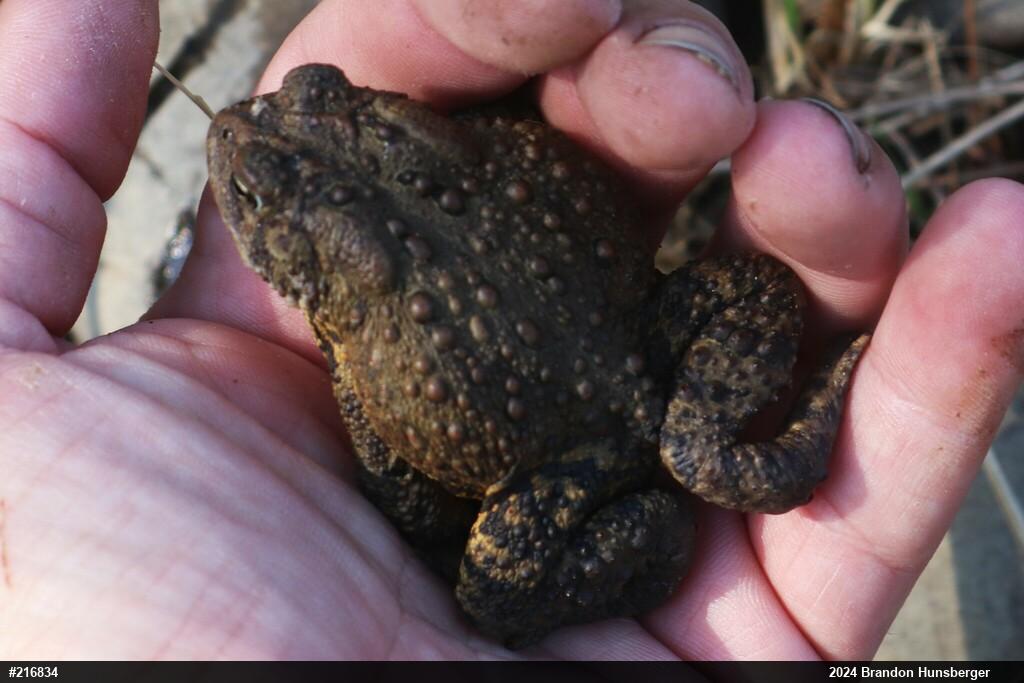 Eastern American Toad