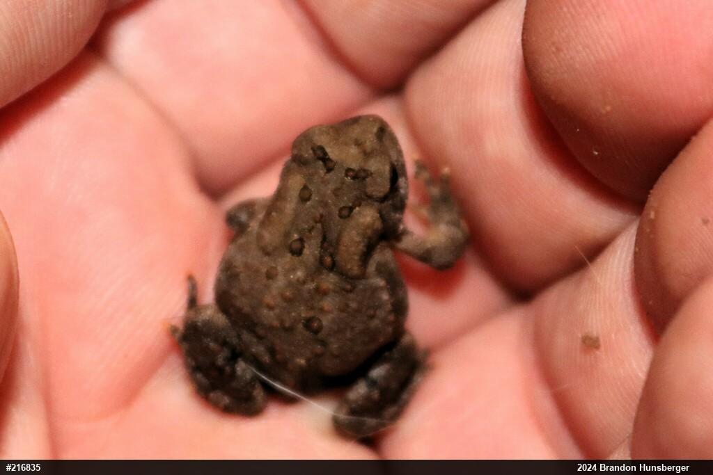 Eastern American Toad