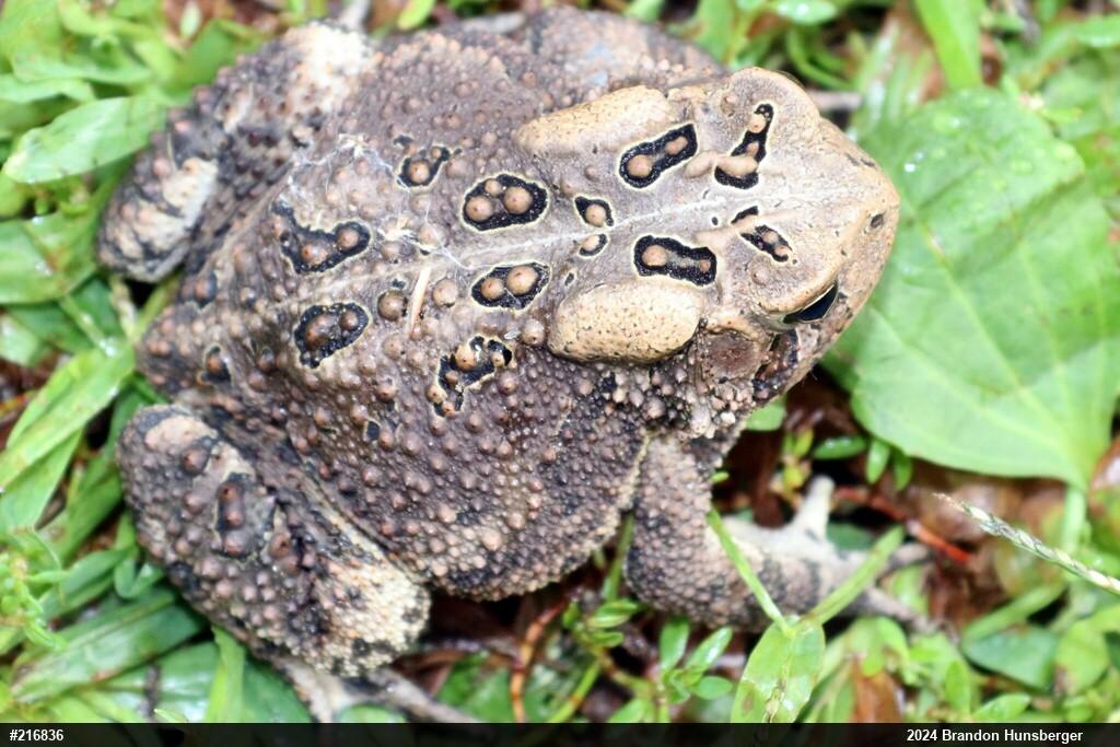 Eastern American Toad