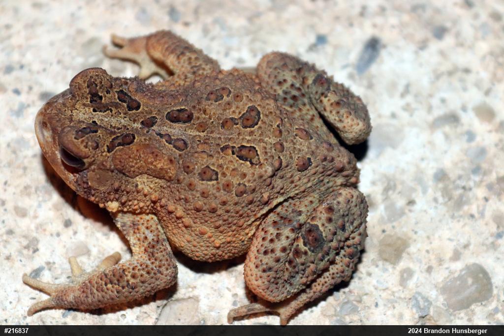 Eastern American Toad