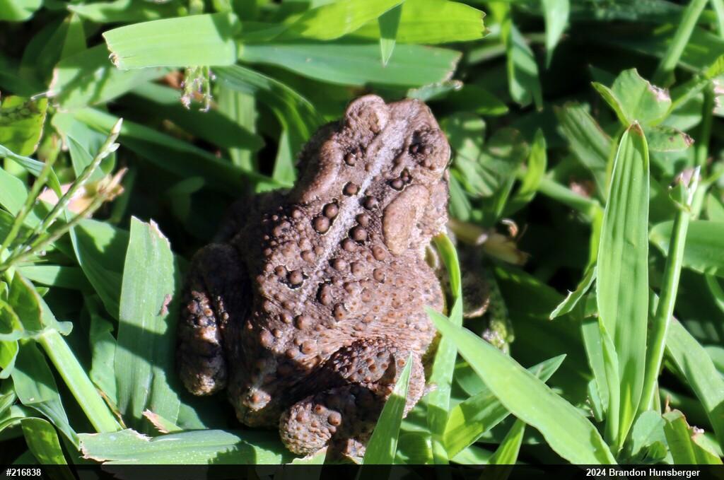 Eastern American Toad