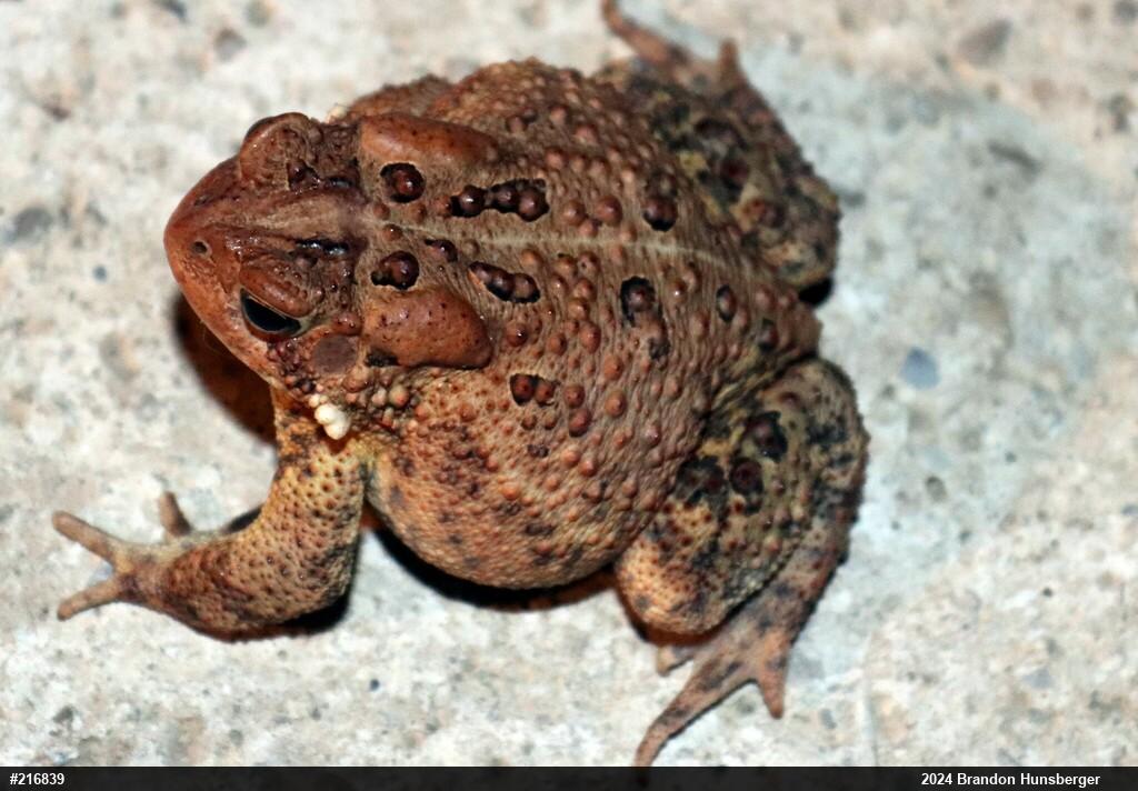 Eastern American Toad