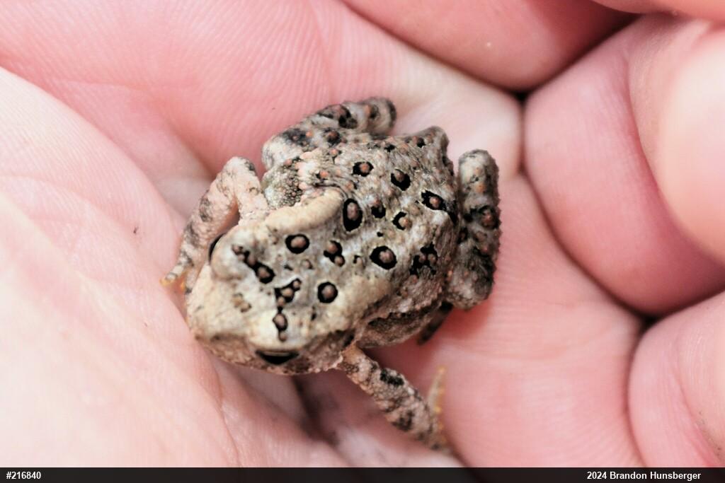 Eastern American Toad