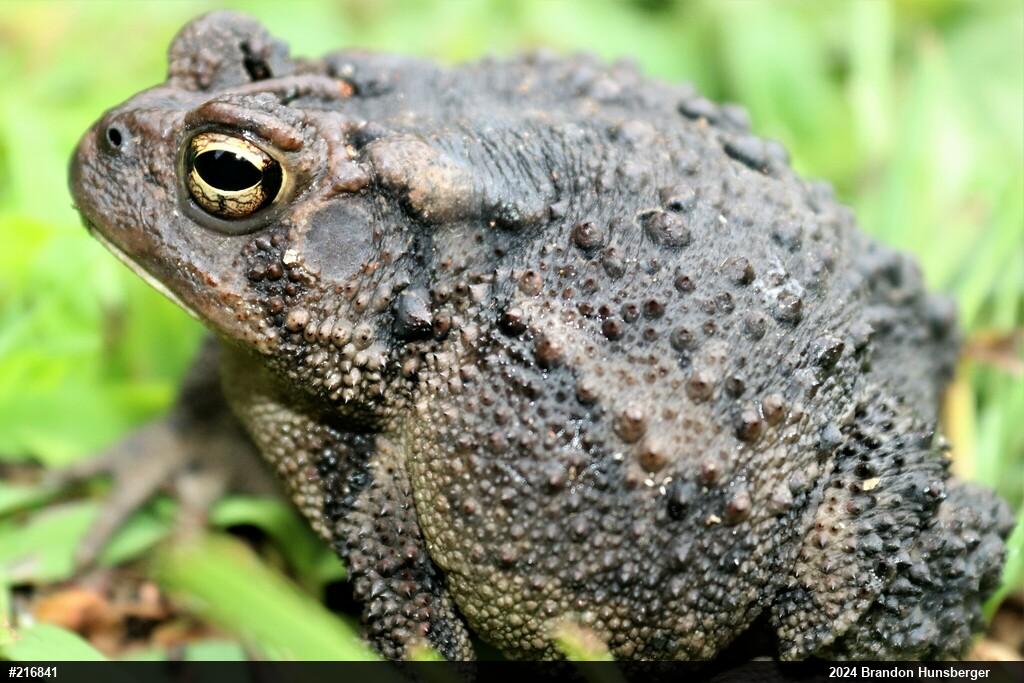 Eastern American Toad