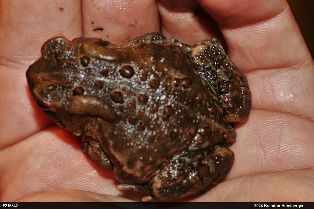 Eastern American Toad