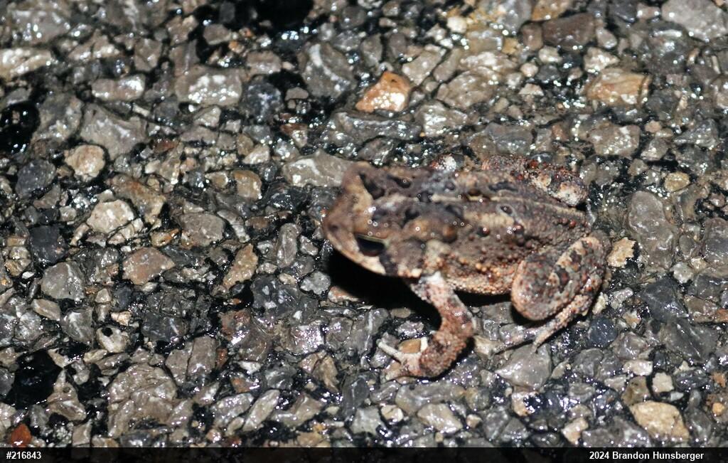 Eastern American Toad