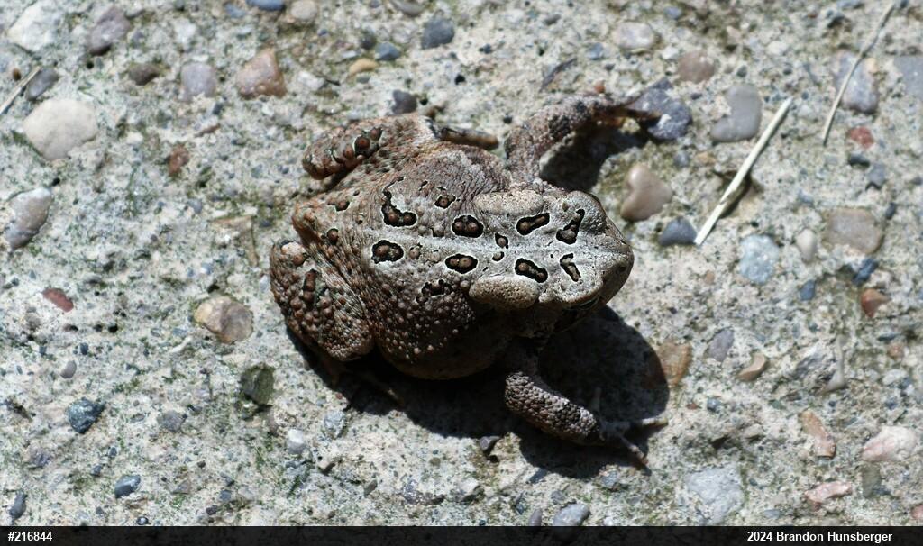 Eastern American Toad