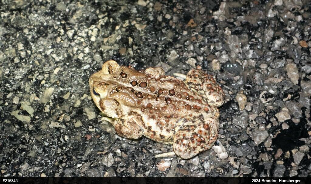 Eastern American Toad