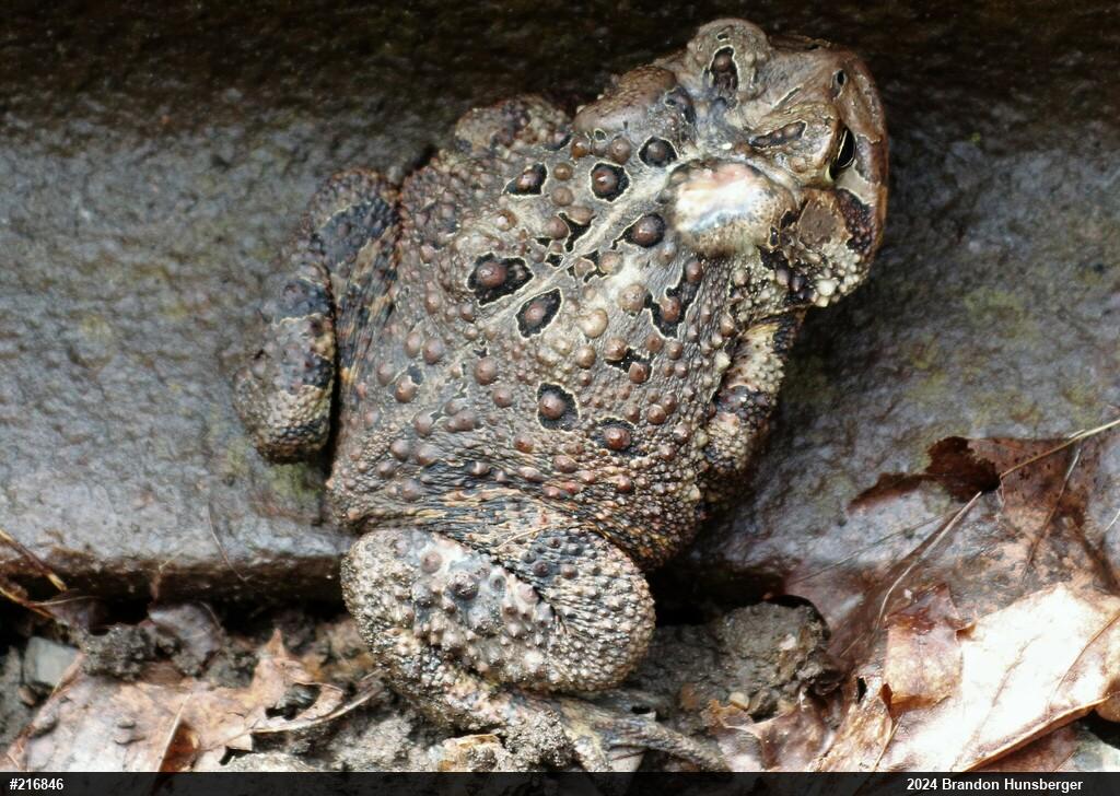 Eastern American Toad