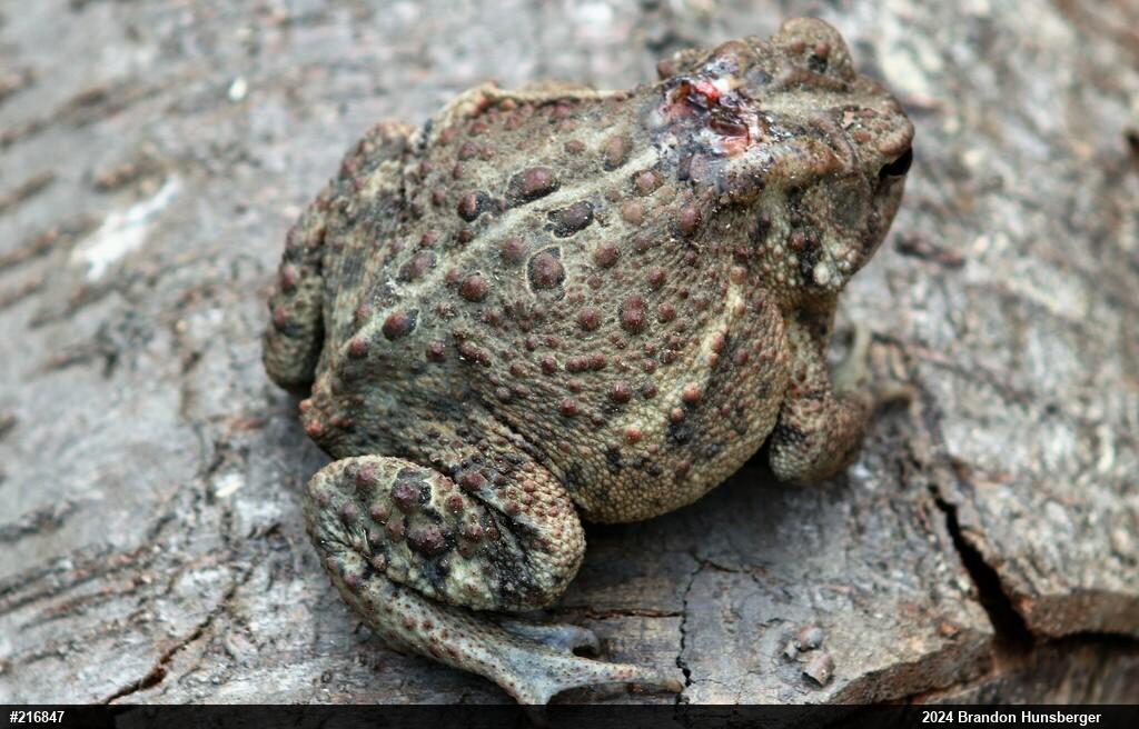 Eastern American Toad