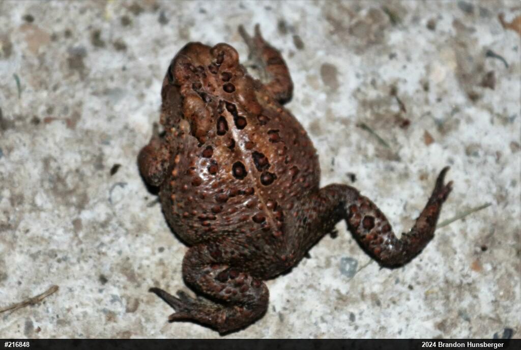 Eastern American Toad