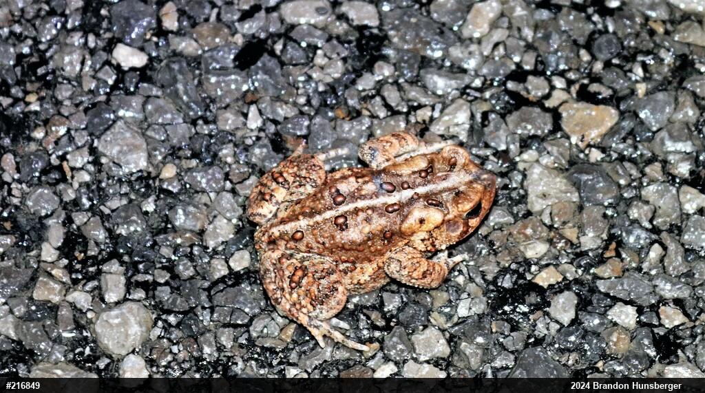 Eastern American Toad