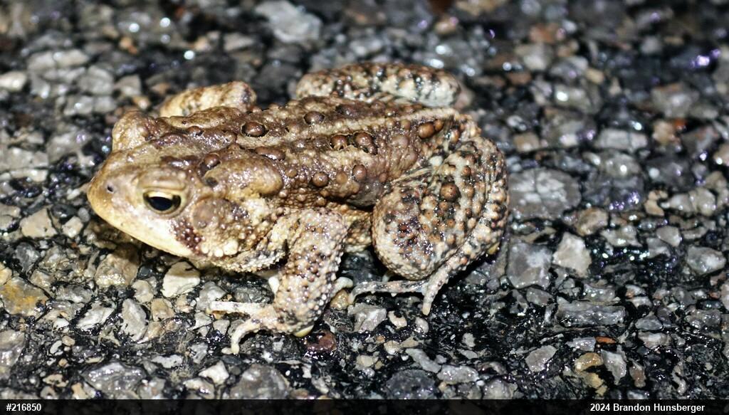 Eastern American Toad