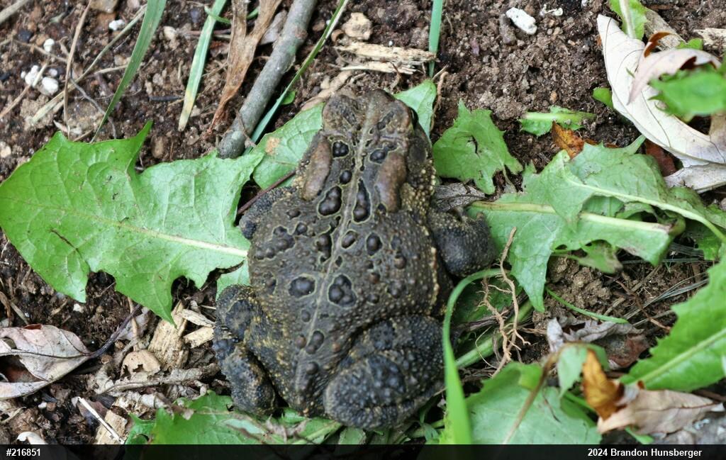 Eastern American Toad